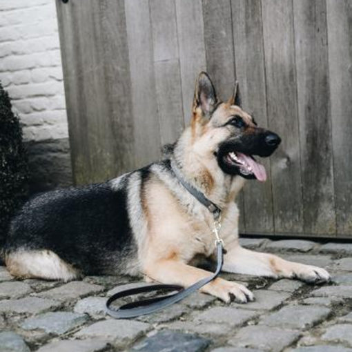 Kentucky Dog Collar Loop Grey - Bilde 2