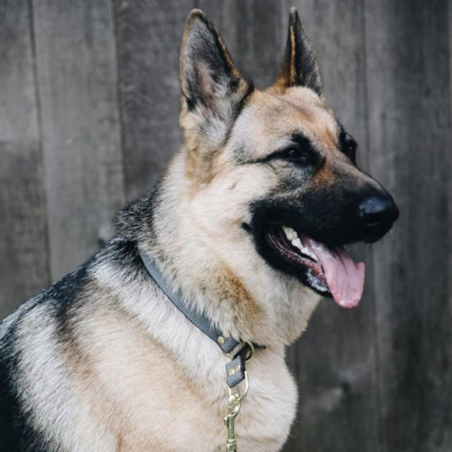 Kentucky Dog Collar Loop Grey - Bilde 4